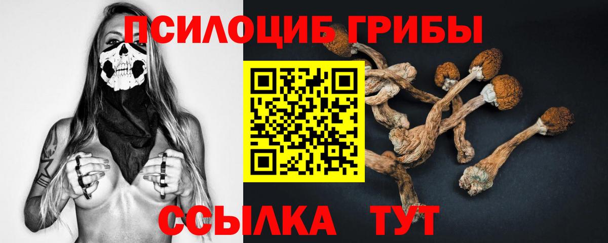 Сосновоборск  Псилоцибиновые грибы Psilocybe  Вход с VPN 